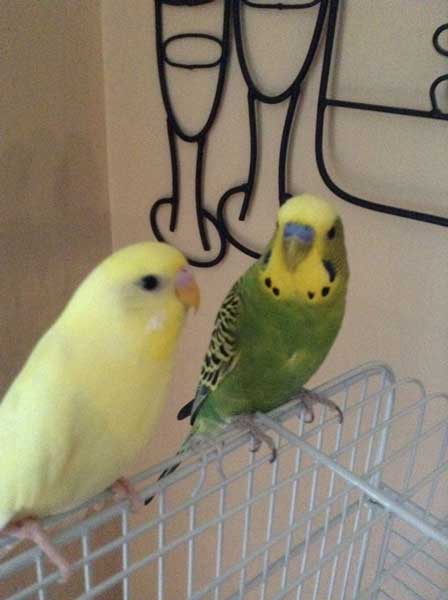 Feed Chocolate to Budgies