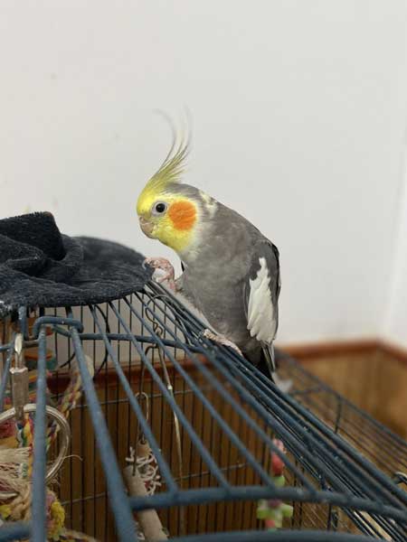 Feed Crackers To Baby Cockatiels