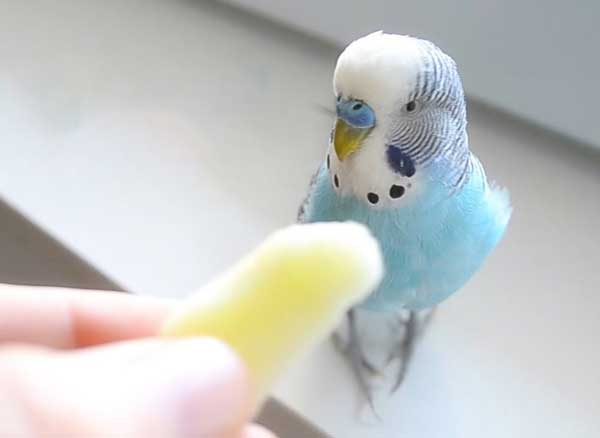 Feed Pears to Baby Budgies
