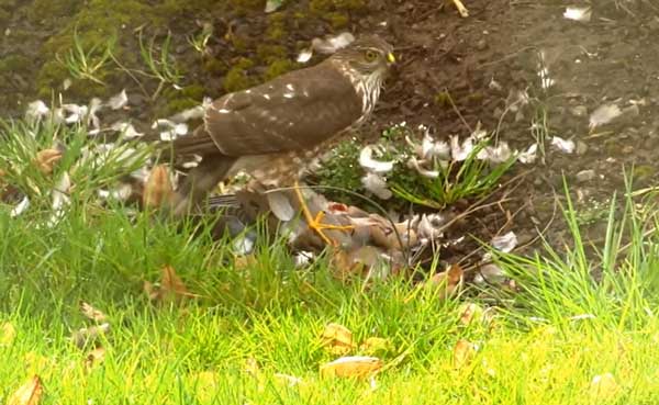 Hawks Eat Doves