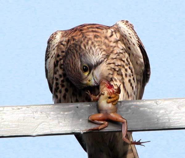 Hawks Eat Frogs