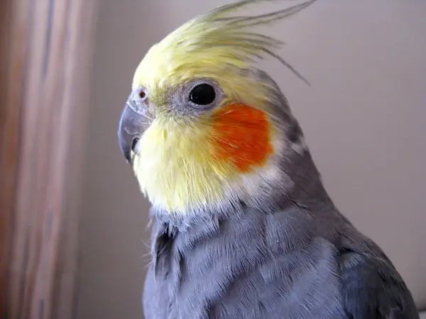 Health Benefits And Risks For Cockatiels Eating Pineapples