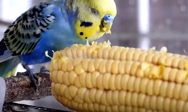 budgie corn