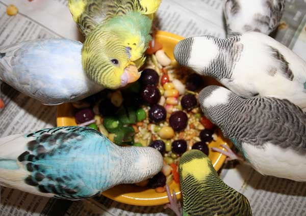 Health Benefits For Budgies Eating blueberries