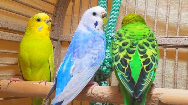 Health Benefits For Budgies Eating blueberries