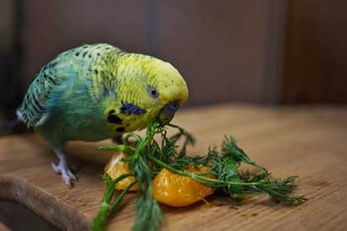 Health Benefits For Budgies Eating oranges