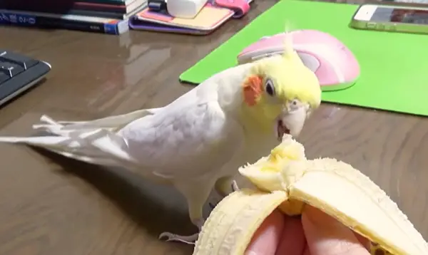 Health Benefits For Cockatiels Eating Bananas