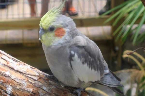 Health Benefits For Cockatiels Eating Blueberries