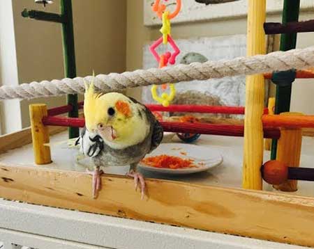 Health Benefits For Cockatiels Eating Carrots