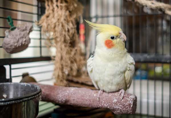 Health Benefits For Cockatiels Eating Grapes