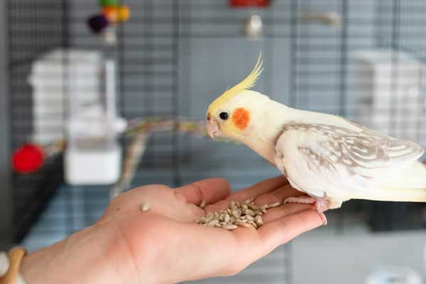 Health Benefits For Cockatiels Eating Parakeet Food