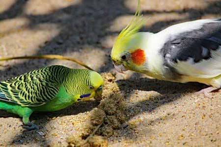 How Much Parakeet Food Should Cockatiels Eat