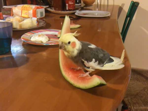 Health Benefits For Cockatiels Eating Watermelon