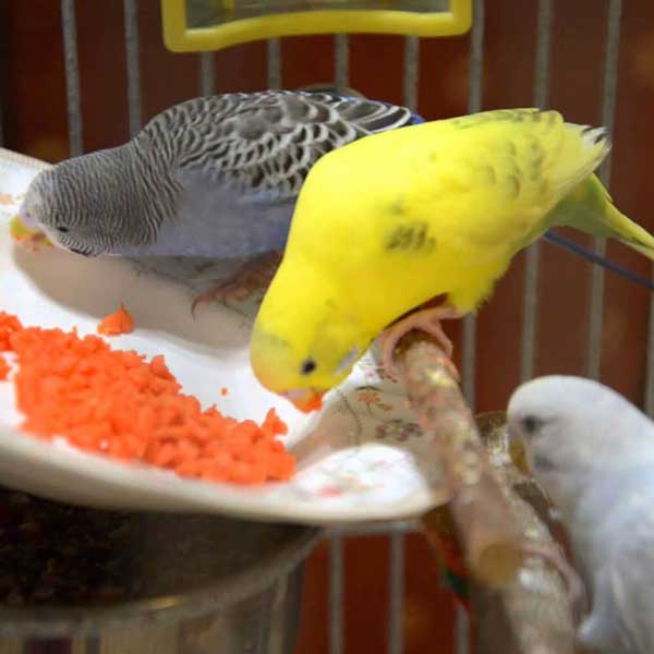 Health Benefits for Budgies Eating carrots