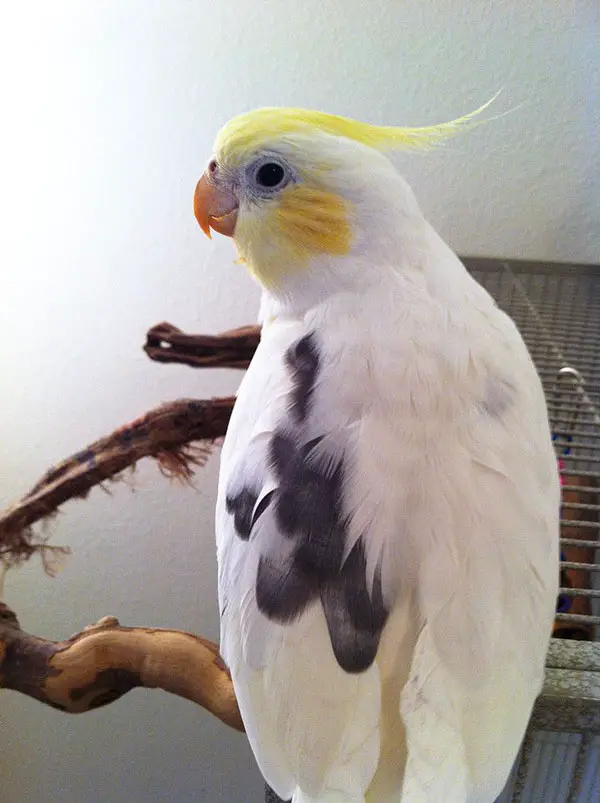 Health Benefits of Cockatiels Eating Honey