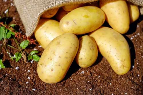 Health Benefits of Feeding Potatoes on Cockatiels