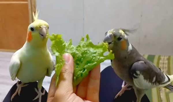 Health benefits for Cockatiels eating lettuce