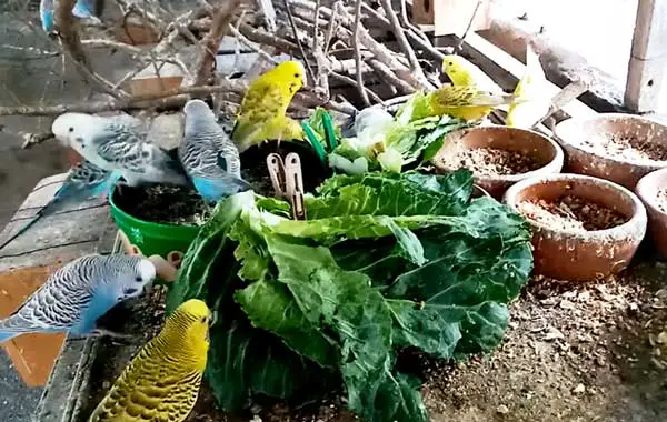Health benefits for budgies eating cabbage