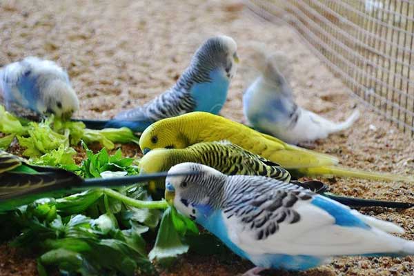 Health benefits for budgies eating celery