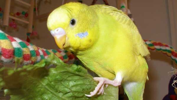 Health benefits for budgies eating lettuce