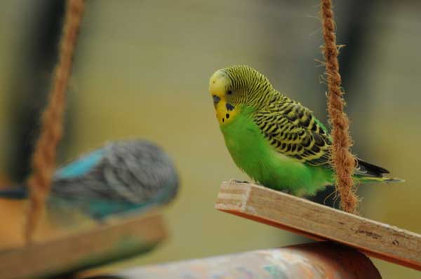Health benefits for budgies eating sunflower seeds