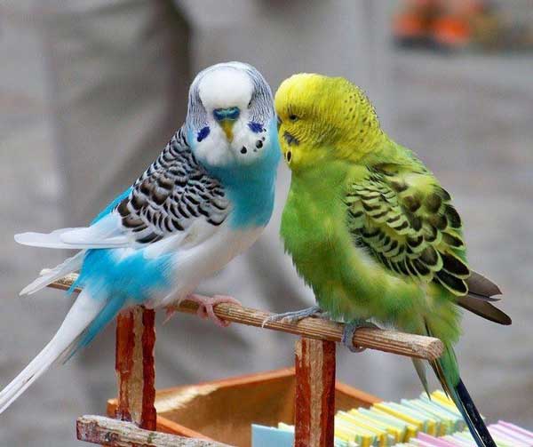 Health benefits for budgies eating tomatoes