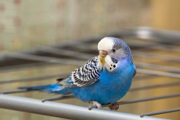 Health benefits of budgies eating dried fruits