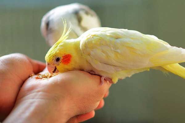 Health risks for cockatiels eating almonds