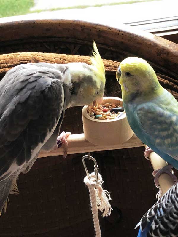 How Do You Prepare Cockatiel Food for Budgies
