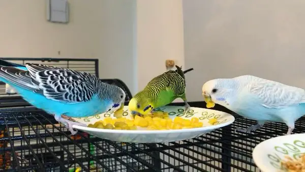 How Do You Prepare Corn For Budgies