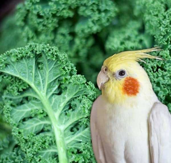 How Do You Prepare Kale For Cockatiels