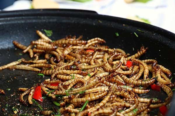 How Do You Prepare Mealworms For Cockatiels