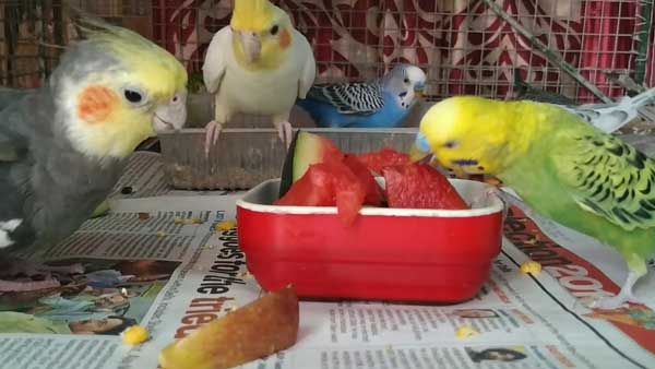 How Do You Prepare Watermelon for Cockatiels