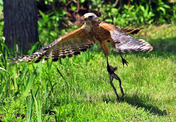 How Does A Hawk Kill Frogs