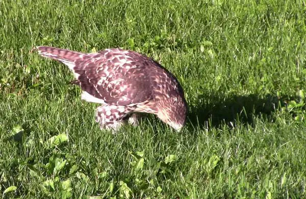 How Does A Hawk Kill Worm