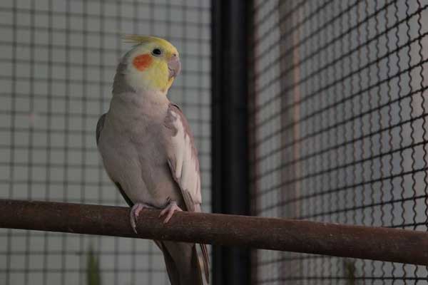 How Many Grapes Should Cockatiels Eat