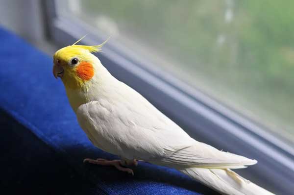 How Much Apples Should Cockatiels Eat