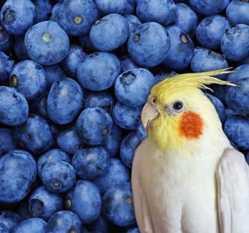 How Much Blueberries Should Cockatiels Eat