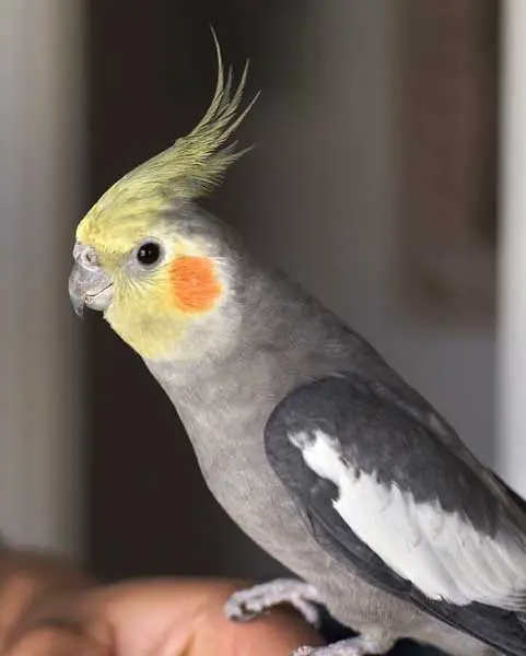How Much Celery Should Cockatiels Eat