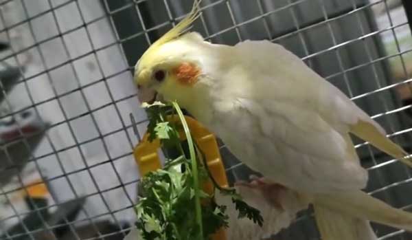 How Much Cilantro Should Cockatiels Eat