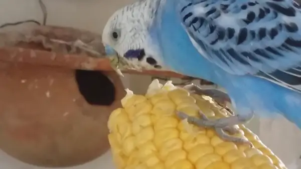 How Much Corn Should Budgies Eat