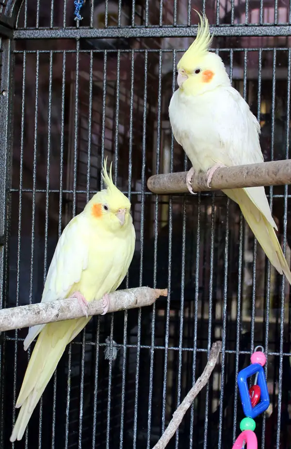 How Much Honey Should Cockatiels Eat