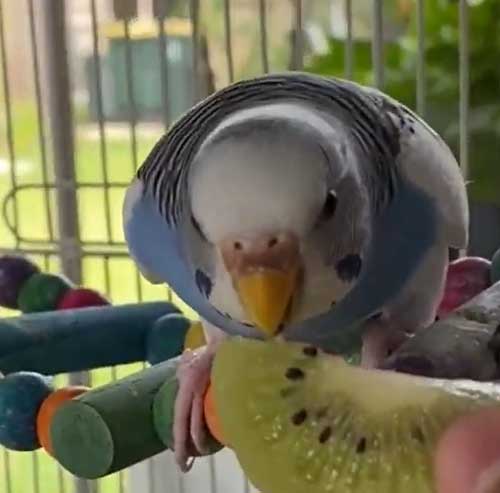 How Much Kiwi Should Budgies Eat
