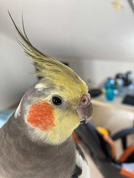 How Much Kiwi Should Cockatiels Eat