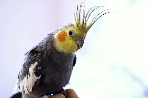 How Much Pineapple Should Cockatiels Eat