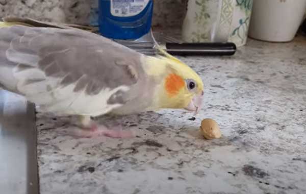 How Much Pistachios Should Cockatiels Eat