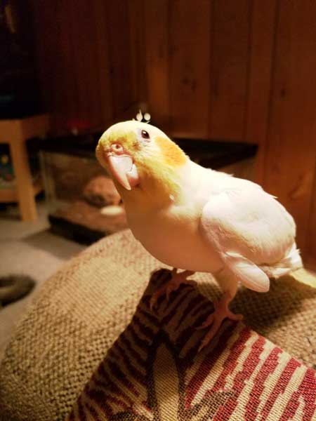 How Much Potatoes Should Cockatiels Eat