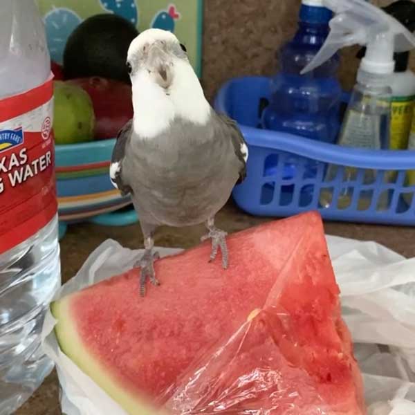 How Much of Watermelon Should Cockatiels Eat