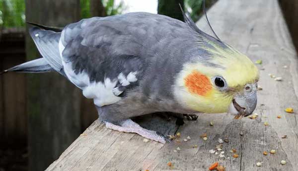 How do You Prepare Kiwi for Cockatiels