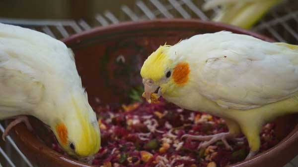 How do you Prepare Raspberries for Cockatiels